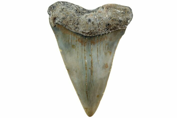 Fossil Broad-Toothed Mako Shark Tooth - North Carolina #235181